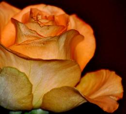 Orange Rose